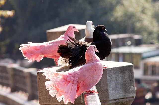 支球队的成 支球队的成